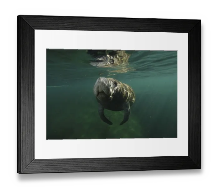 Framed Print : West Indian Manatee (Trichechus manatus)