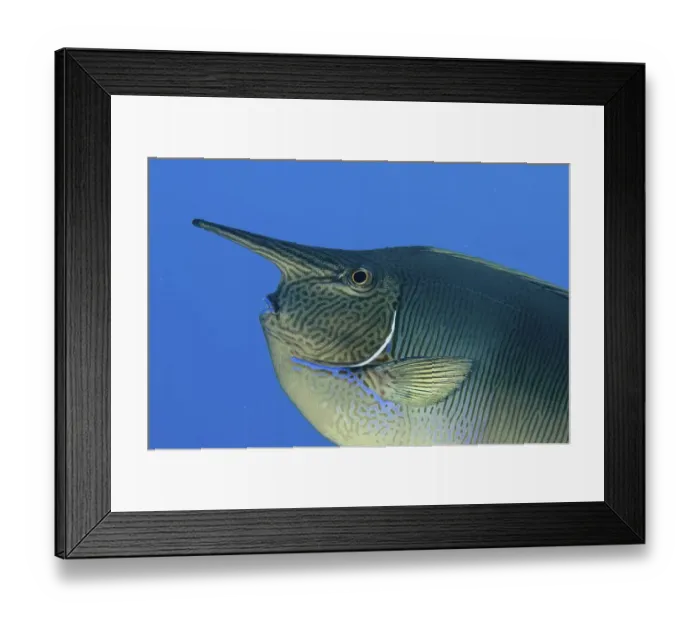 Framed Print : Palefin Unicornfish (Naso brevirostris)
