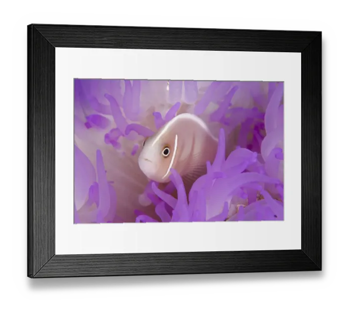 Framed Print : Pink Anemonefish (Amphiprion perideraion)