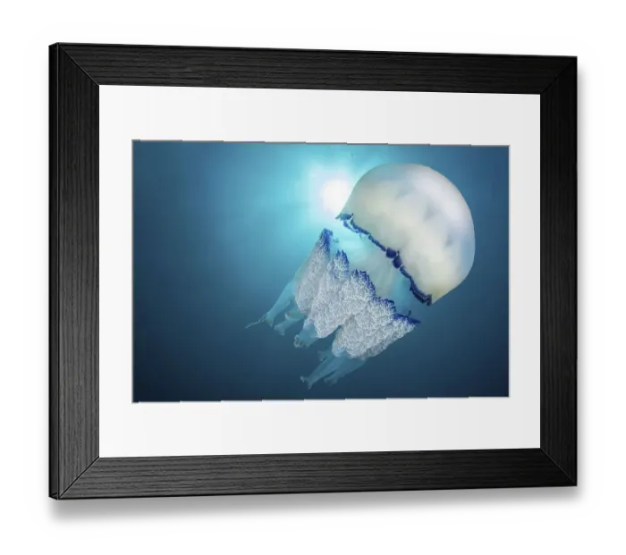 Framed Print : Barrel Jellyfish (Rhizostoma pulmo)