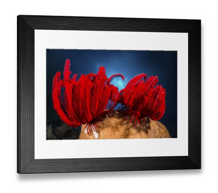 Framed Print : Two Red feather star (Himerometra robustipinna)