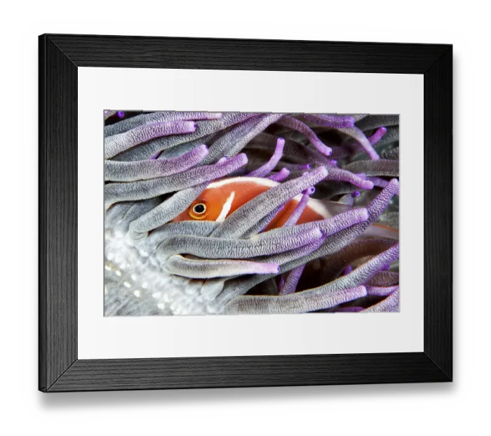 Framed Print : Pink skunk clownfish (Amphiprion perideraion)