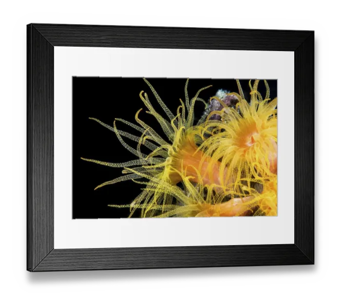 Framed Print : Orange Cup Coral (Tubastraea coccinea)