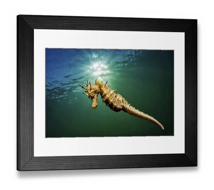 Framed Print : Long-snouted seahorse (Hippocampus guttulatus) swims in the lagoon of Thau Framed Print : Long-snouted seahorse (Hippocampus guttulatus) swims in the lagoon of Thau