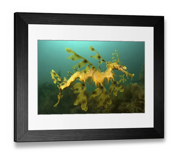 Framed Print : Leafy seadragon (Phycodurus eques) in the sargasso weed (sargassum) under the Kingscote Pier
