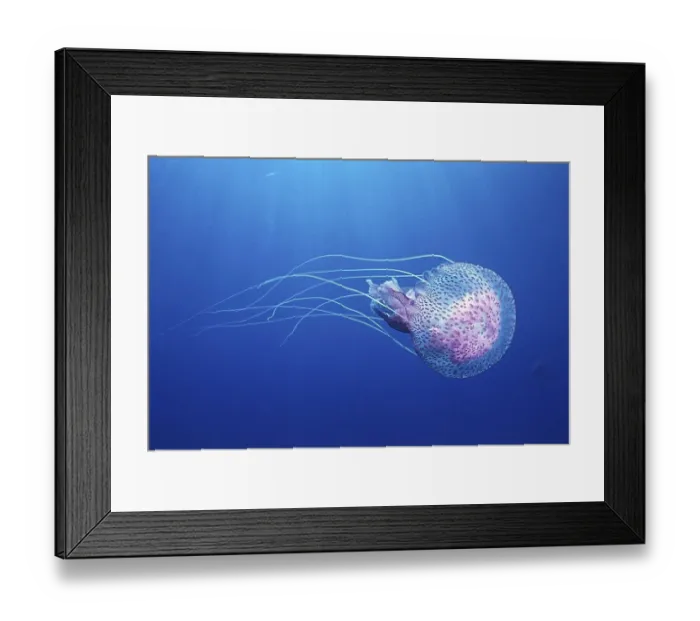 Framed Print : Mauve stinger (Pelagia noctiluca)