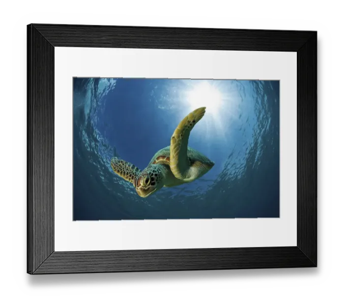 Framed Print : Green sea turtle or Green turtle (Chelonia mydas) diving Framed Print : Green sea turtle or Green turtle (Chelonia mydas) diving
