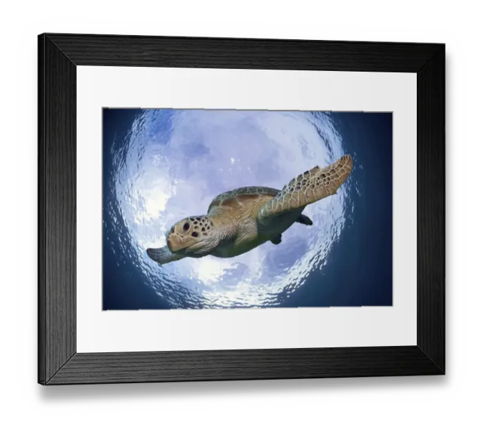 Framed Print : Green Sea Turtle (Chelonia mydas) while descending Framed Print : Green Sea Turtle (Chelonia mydas) while descending