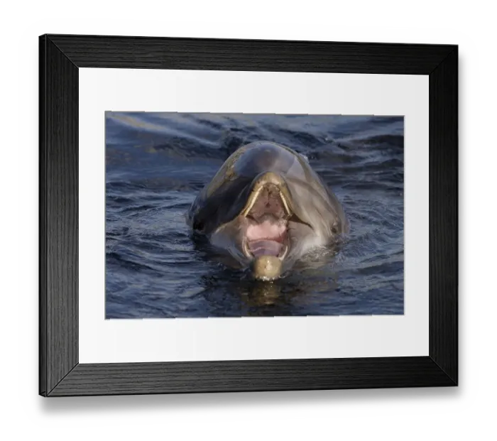 Framed Print : Bottlenose Dolphin (Tursiops truncatus) Framed Print : Bottlenose Dolphin (Tursiops truncatus)