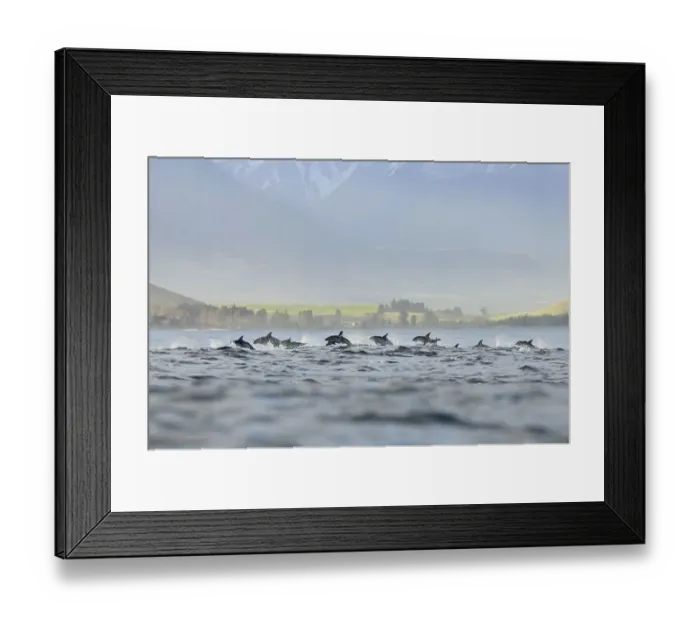 Framed Print : Black dolphin, black dolphin, black dolphins