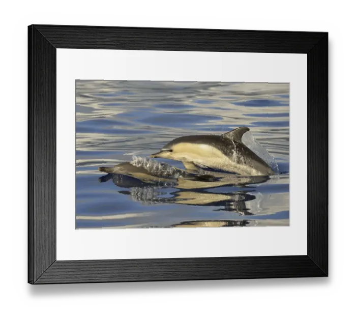 Framed Print : Short-beaked Common Dolphin (Delphinus delphis) two adults