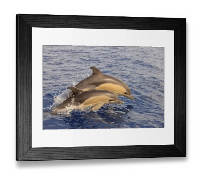 Framed Print : Short-beaked Common Dolphin (Delphinus delphis) two calves