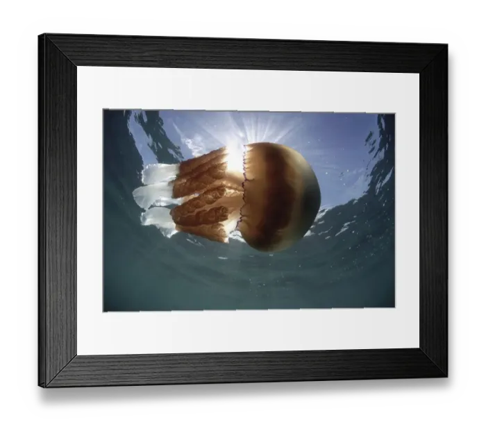 Framed Print : Barrel Jellyfish (Rhizostoma pulmo) adult
