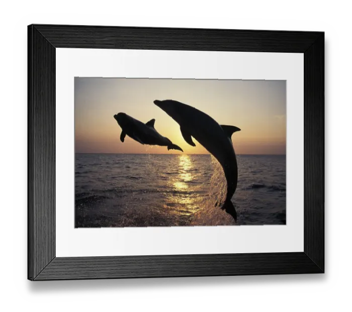 Framed Print : BOTTLENOSE DOLPHIN (tursiops truncatus)