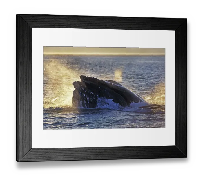 Framed Print : Humpback whale (megaptera novaeangliae)
