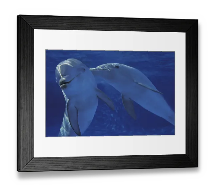 Framed Print : Bottlenose dolphin, Bottlenose dolphins (tursiops truncatus)