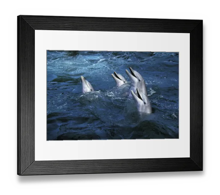 Framed Print : Bottlenose Dolphin (tursiops truncatus) Framed Print : Bottlenose Dolphin (tursiops truncatus)