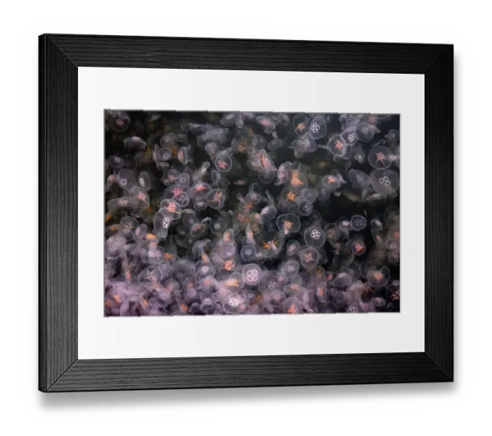Framed Print : Mass of Crystal Jellyfish or Moon Jellyfish (Aurelia aurita)