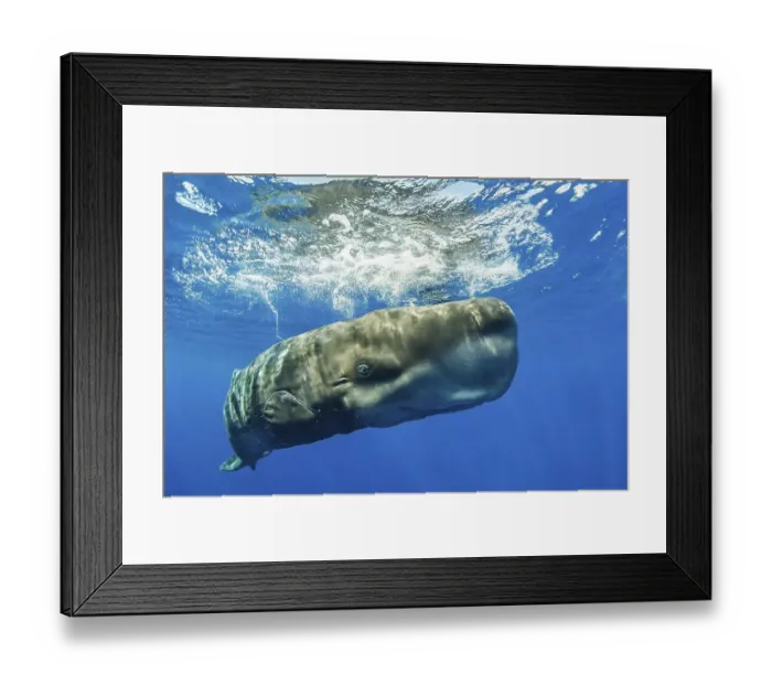 Framed Print : Sperm whale (Physeter macrocephalus) close to the water surface