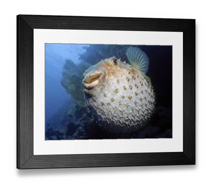 Framed Print : Balloonfish, Spiny Pufferfish (Cyclichthys orbicularis)