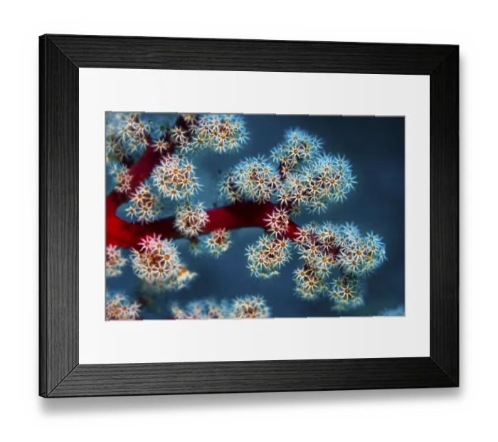 Framed Print : Cherry Blossom Coral or Godeffroy's Soft Coral (Siphonogorgia godeffroyi)