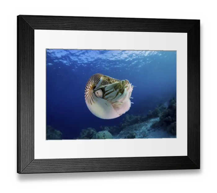 Framed Print : Nautilus (Nautilus belauensis), Palau, Oceania