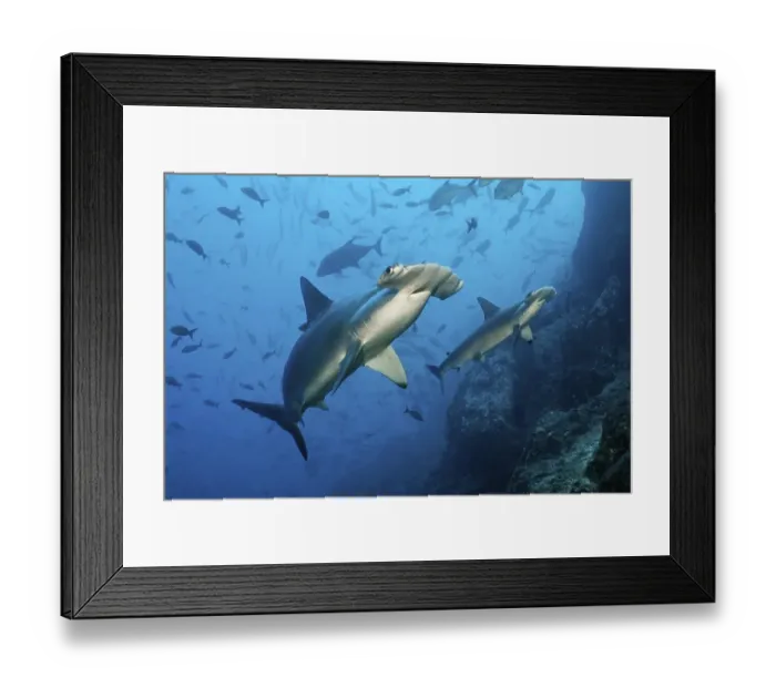 Framed Print : Two Scalloped Hammerhead Sharks (Sphyrna lewini) swimming over a reef with fish