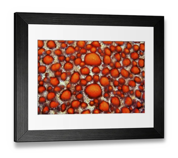 Framed Print : Starfish, (unknown species), warts