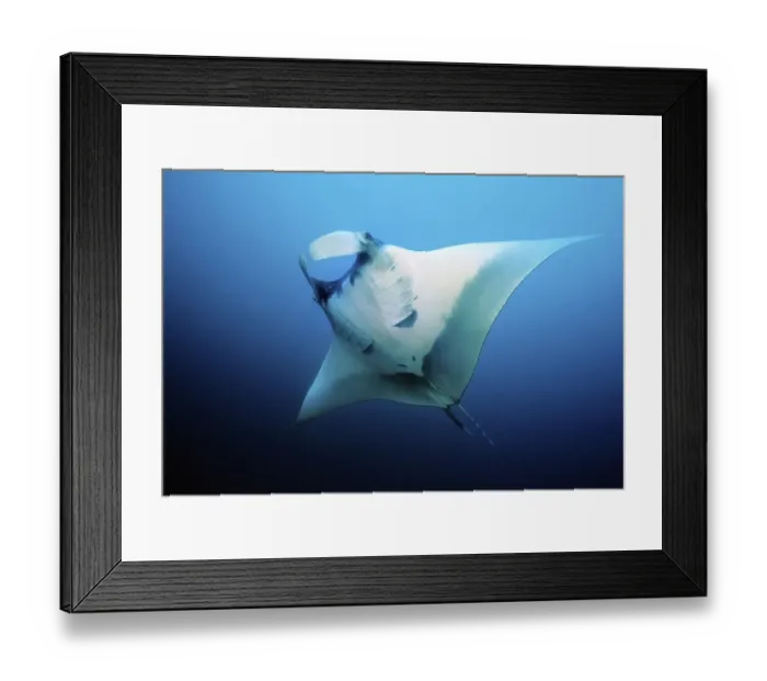 Framed Print : Manta Ray (Manta birostris) head fins opened