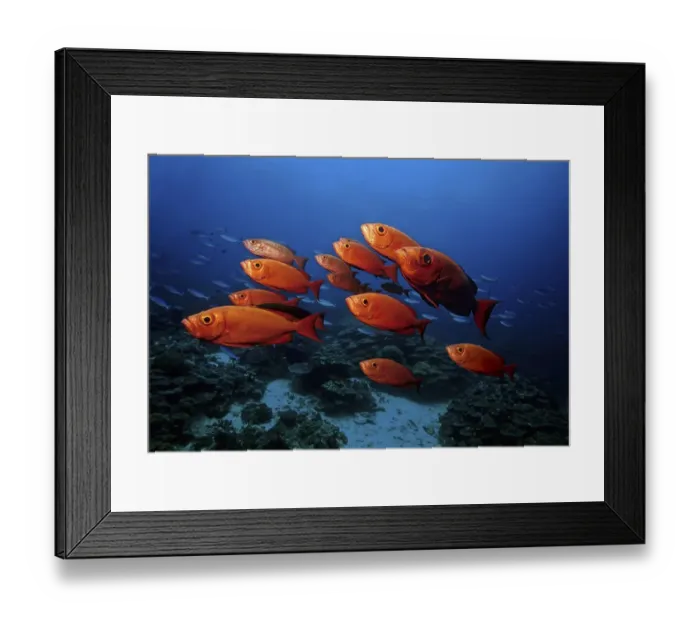 Framed Print : School of big-eye perches (Priacanthus hamrur) in a coral reef