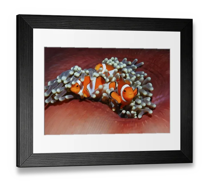 Framed Print : Three Western clownfish (Amphiprion ocellaris) anemonefish