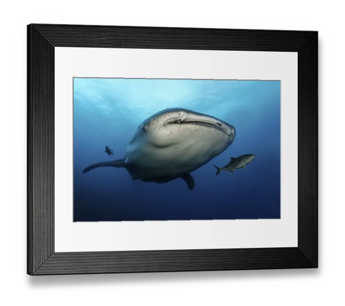 Framed Print : Whale Shark (Rhincodon typus), Darwin Island