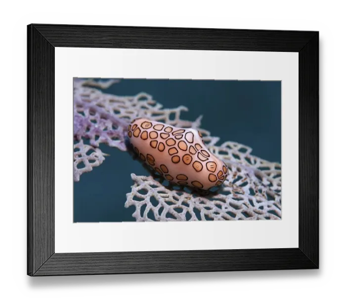 Framed Print : Flamingo tongue snail (Cyphoma gibbosum) feeding on sea fan