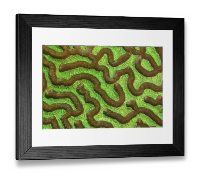 Framed Print : Polyps, stony coral, brain coral