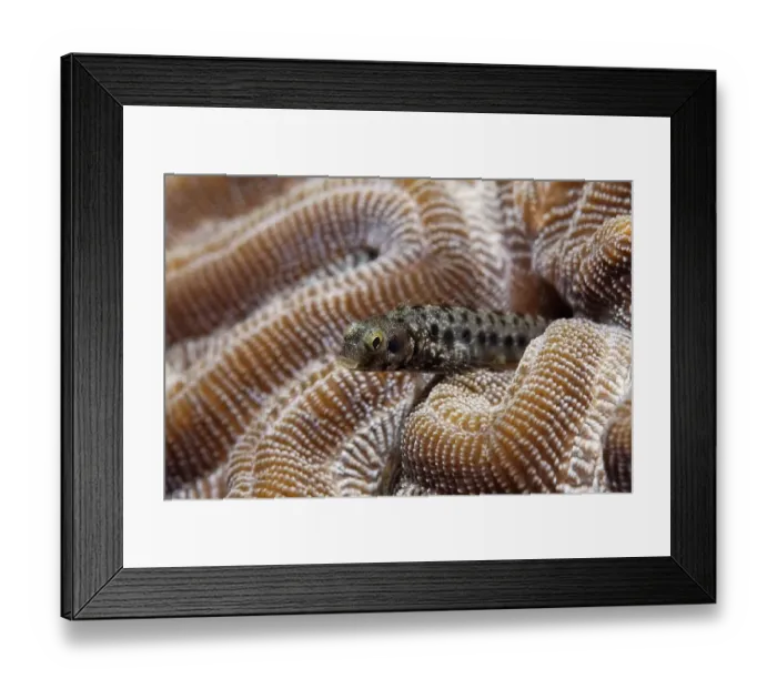 Framed Print : Secretary Blenny (Acanthemblemaria maria) Framed Print : Secretary Blenny (Acanthemblemaria maria)