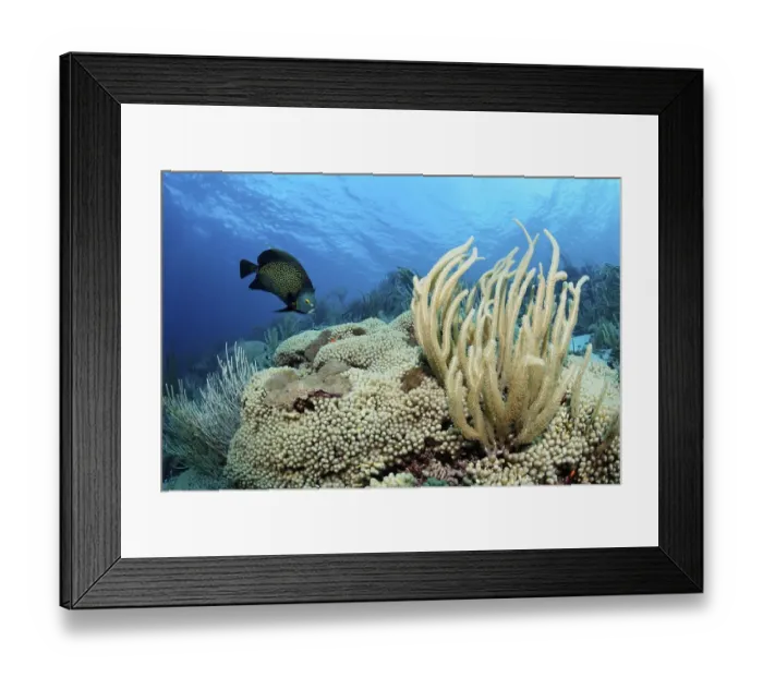 Framed Print : Coral reef, Giant slit-pore sea rod (Plexaurella nutans)