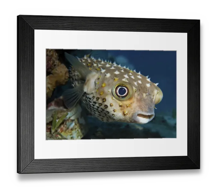 Framed Print : Spotbase burrfish or yellowspotted burrfish (Cyclichthys spilostylus) Framed Print : Spotbase burrfish or yellowspotted burrfish (Cyclichthys spilostylus)
