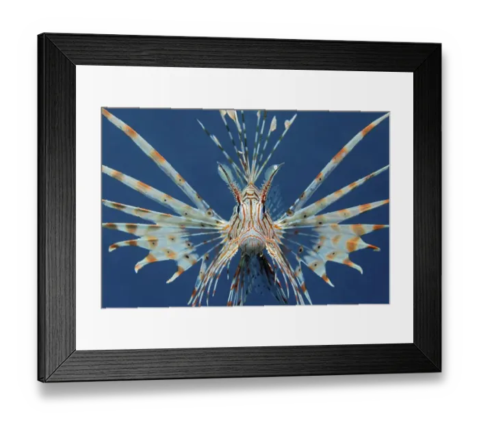 Framed Print : Commen Lionfish (Ptrois volitans) aggressive Framed Print : Commen Lionfish (Ptrois volitans) aggressive