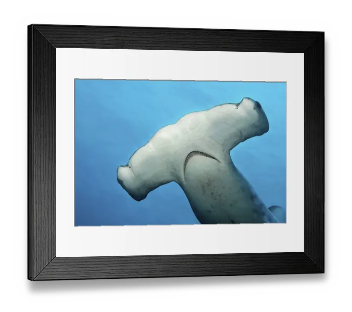 Framed Print : Scalloped hammerhead (Sphyrna lewini)