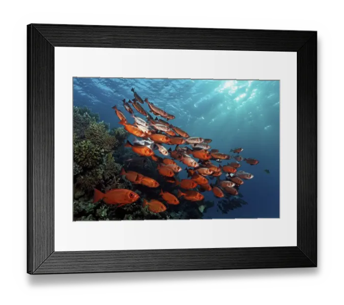 Framed Print : Shoal of Moontail bullseyes (Priacanthus hamrur) above coral reef Framed Print : Shoal of Moontail bullseyes (Priacanthus hamrur) above coral reef