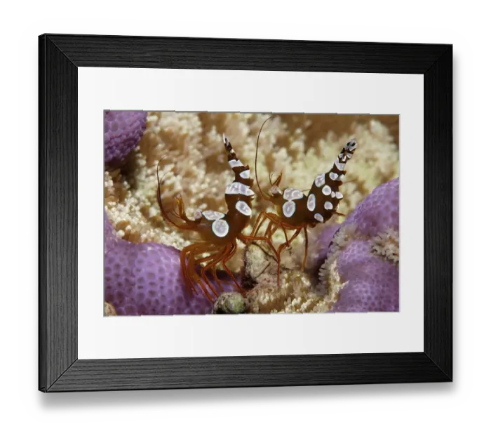 Framed Print : Square Shrimps (Thor amboinensis)