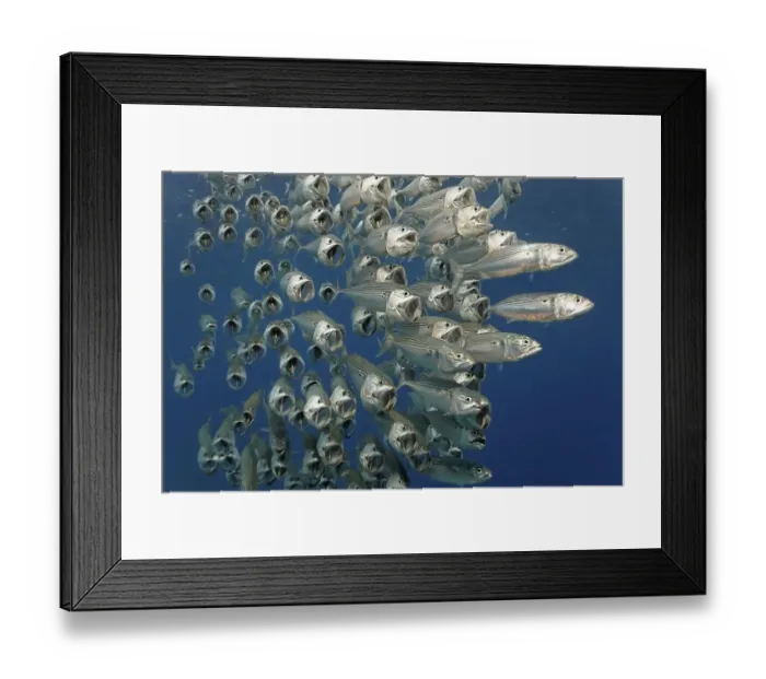 Framed Print : Shoal of Striped or Indian Makarels (Rastrelliger kanagurta)