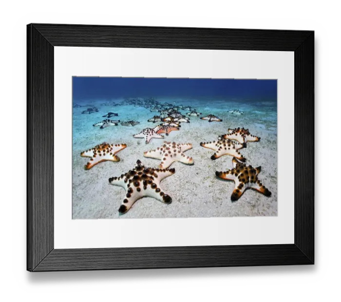 Framed Print : Chocolate Chip Starfish (Protoreaster nodosus) gathered on a sandy ground Framed Print : Chocolate Chip Starfish (Protoreaster nodosus) gathered on a sandy ground