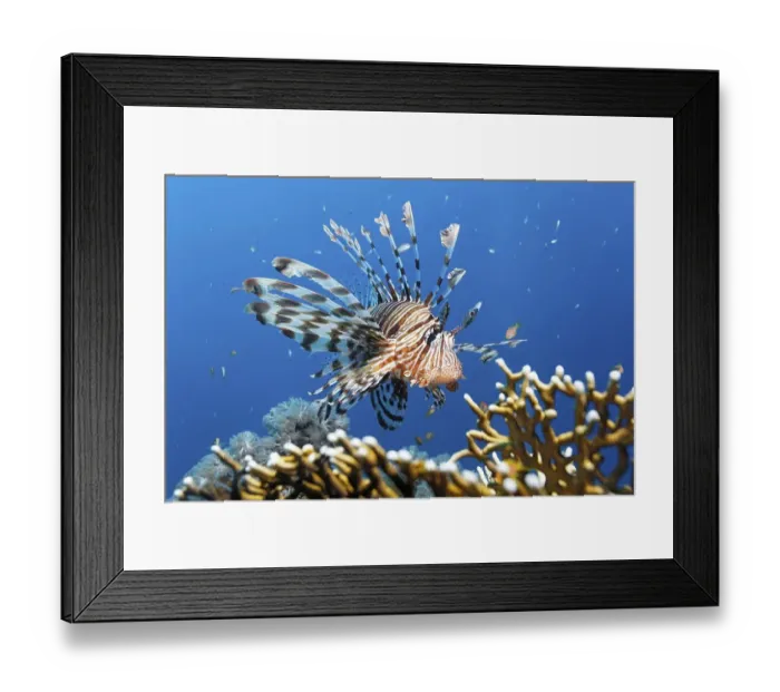 Framed Print : Pacific Lionfish (Pterois volitans) Framed Print : Pacific Lionfish (Pterois volitans)