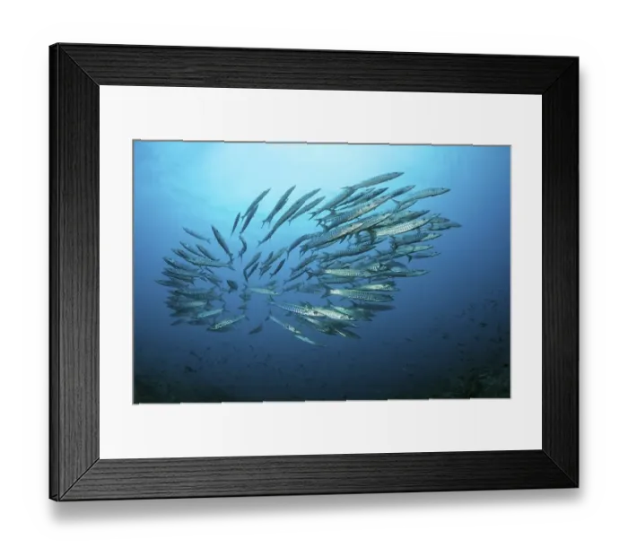 Framed Print : School of Blackfin Barracudas (Sphyraena qenie) swimming in blue water