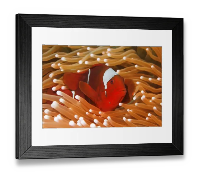 Framed Print : Maroon Clownfish (Premnas biaculeatus) in sea anemone Framed Print : Maroon Clownfish (Premnas biaculeatus) in sea anemone
