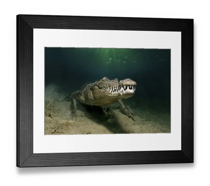 Framed Print : American crocodile (Crocodylus acutus) Framed Print : American crocodile (Crocodylus acutus)