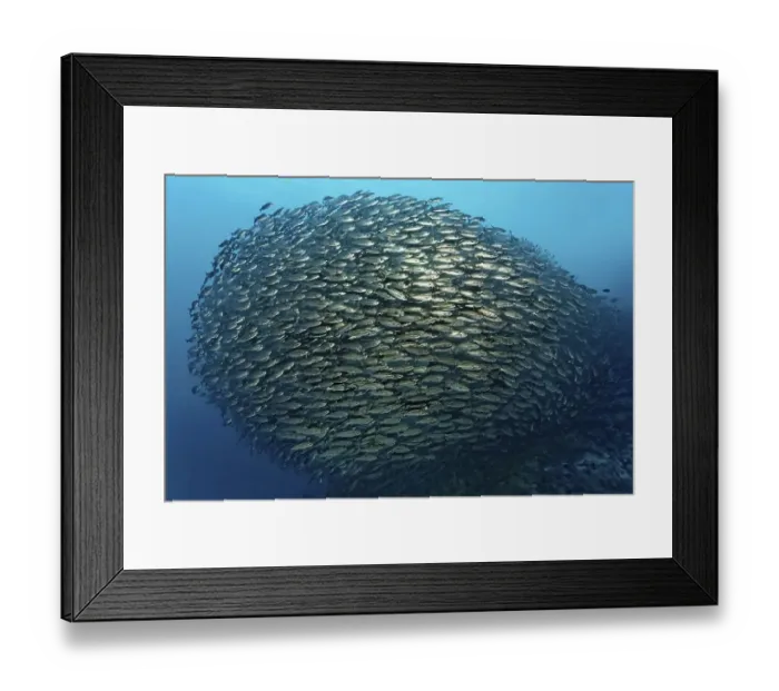 Framed Print : Shoal of black-striped salemas (Xenocys jessiae)