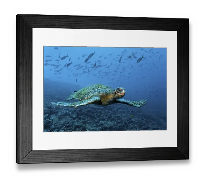 Framed Print : Green sea turtle (Chelonia mydas) swimming over a reef