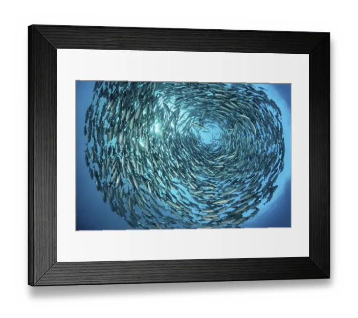 Framed Print : Large shoal of bigeye trevallies (Caranx sexfasciatus) Framed Print : Large shoal of bigeye trevallies (Caranx sexfasciatus)
